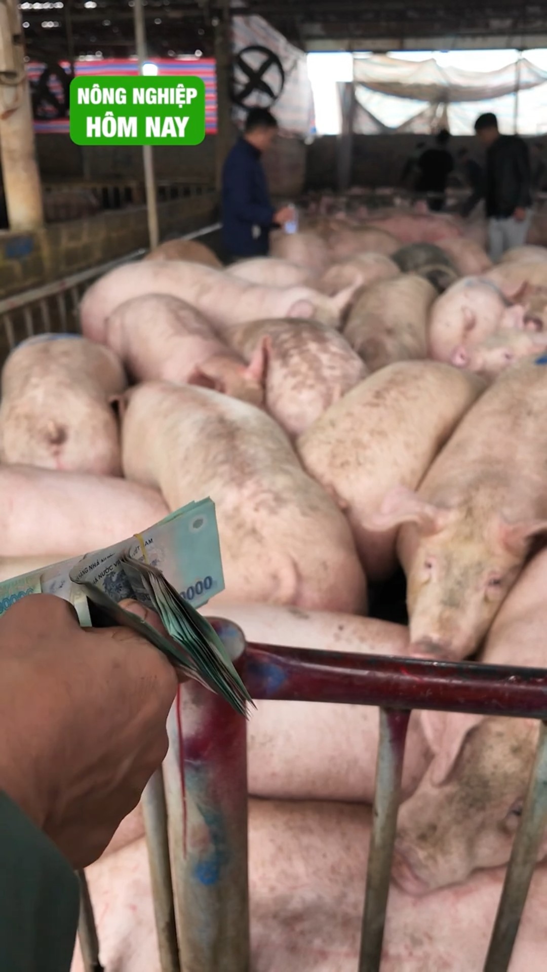 Bán heo đếm tiền. Sổ đỏ ở đâu ?